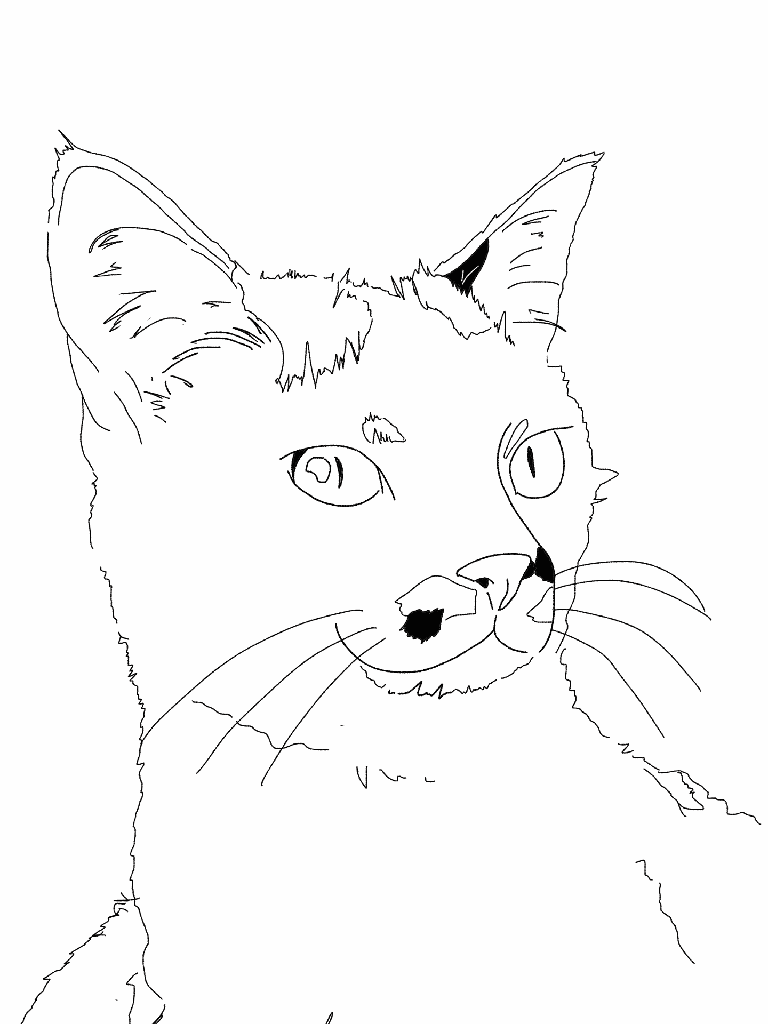 kimi noir blanc 2.png